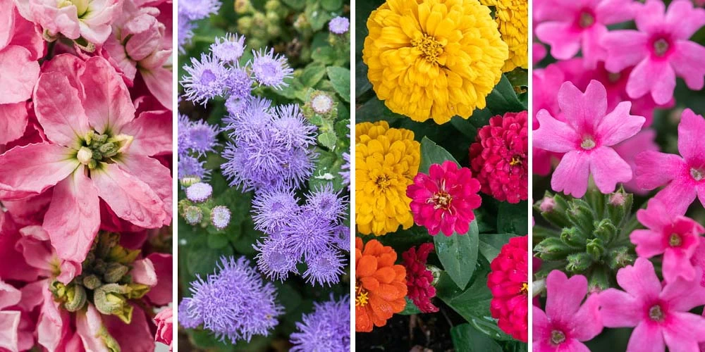 Το λουλούδι που μπορεί να νικήσει τον καρκίνο